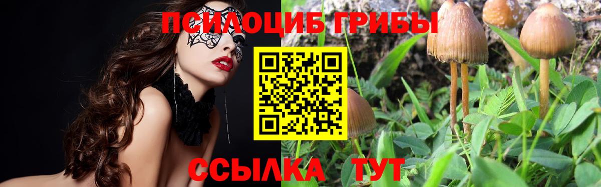 Сызрань  Галлюциногенные грибы Cubensis  Вход с VPN 